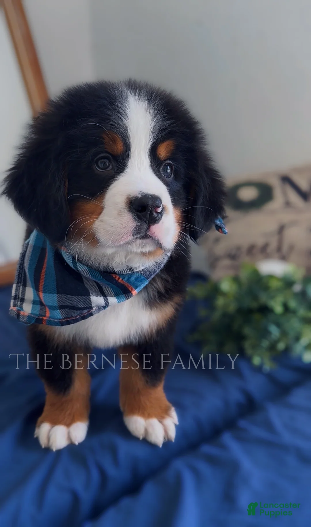 Bernese Mountain Dog dogs for sale: Chubs - Ad 2