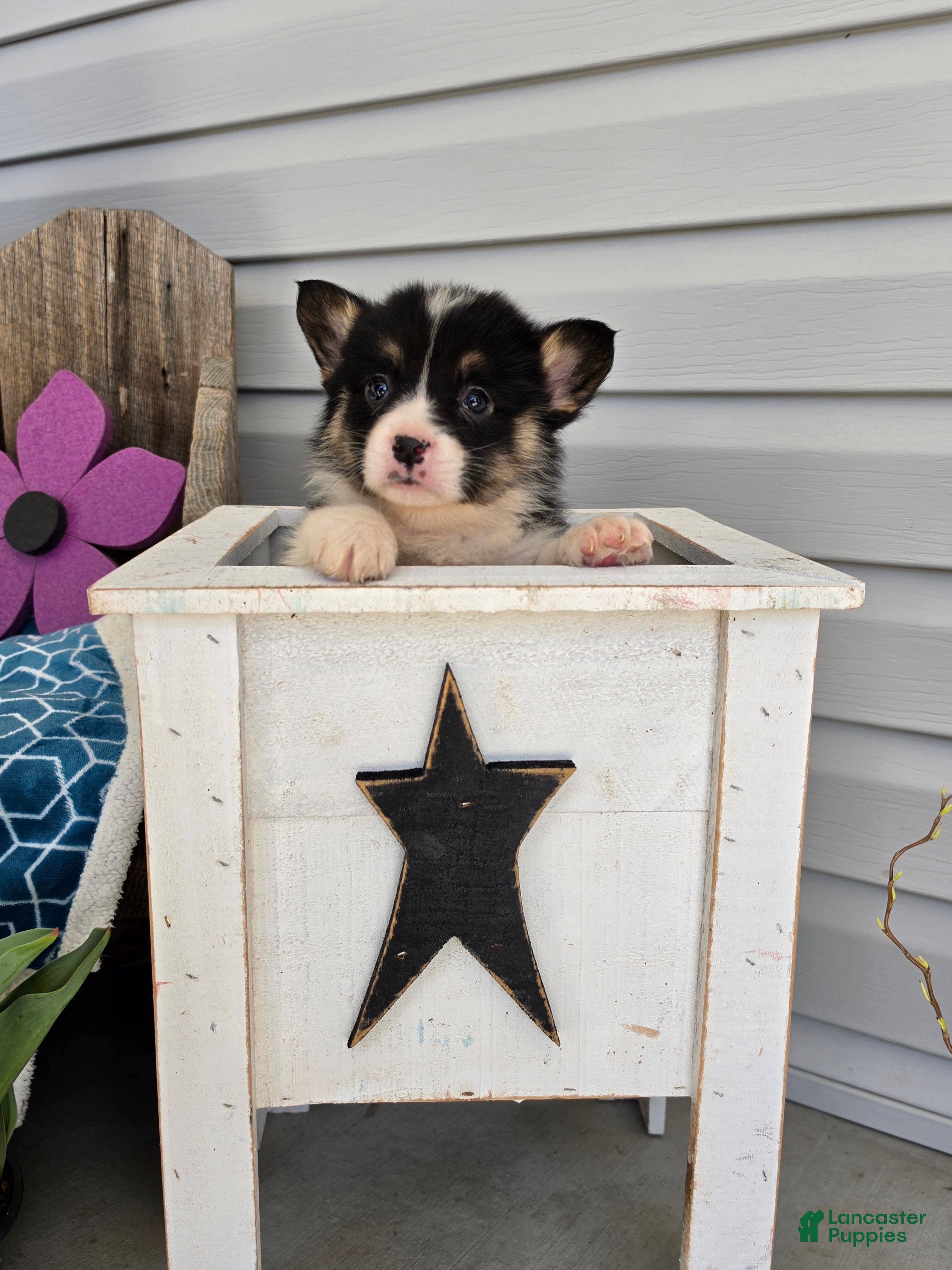 Welsh Corgi Pembroke dogs Benny  - Ad 1