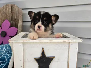 Welsh Corgi Pembroke dogs for sale: Benny - Ad 1