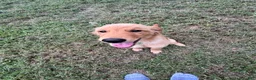 Golden Retriever dogs for sale: Charlie - Ad 4
