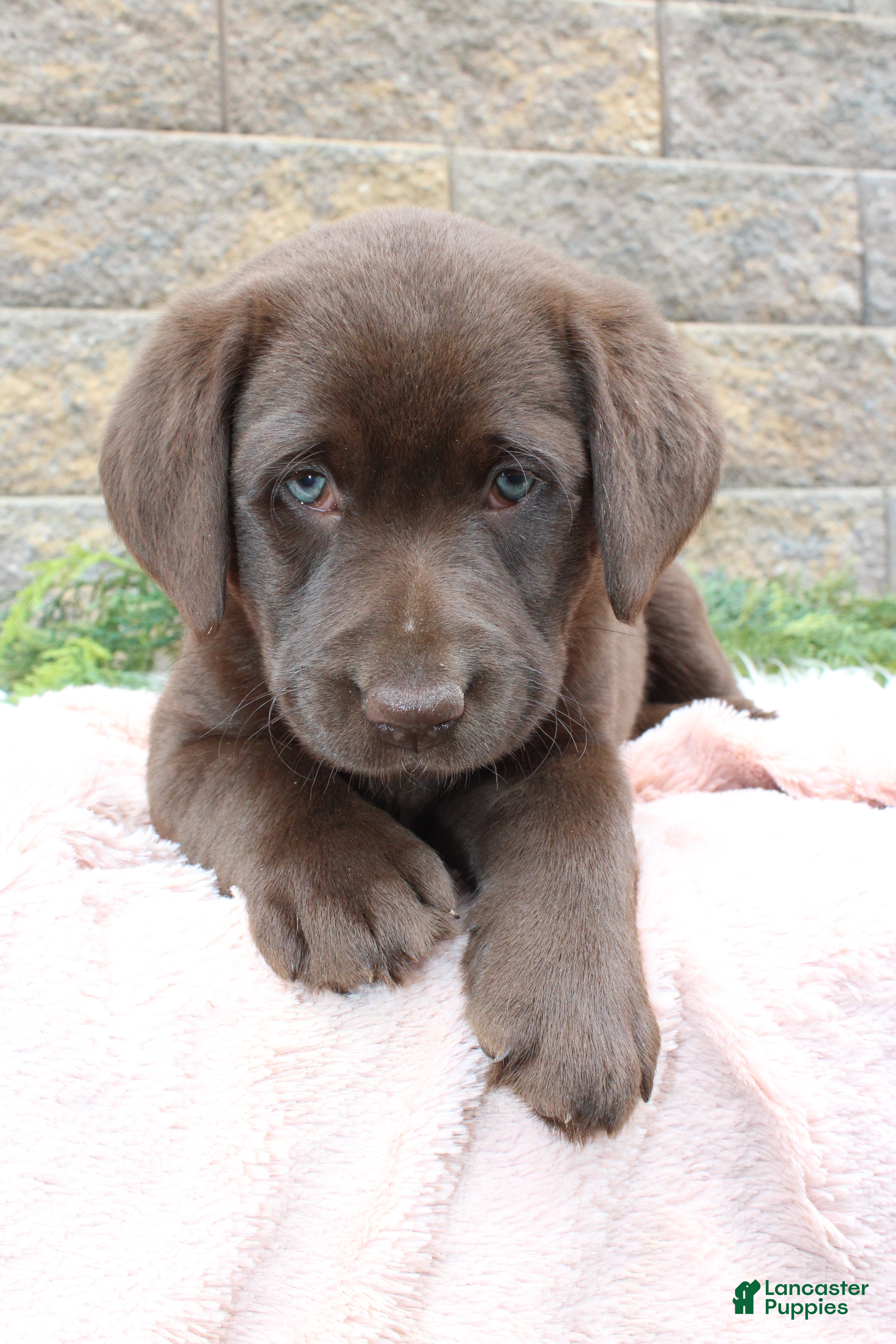Labrador Retriever dogs for sale: Sue - Ad 5