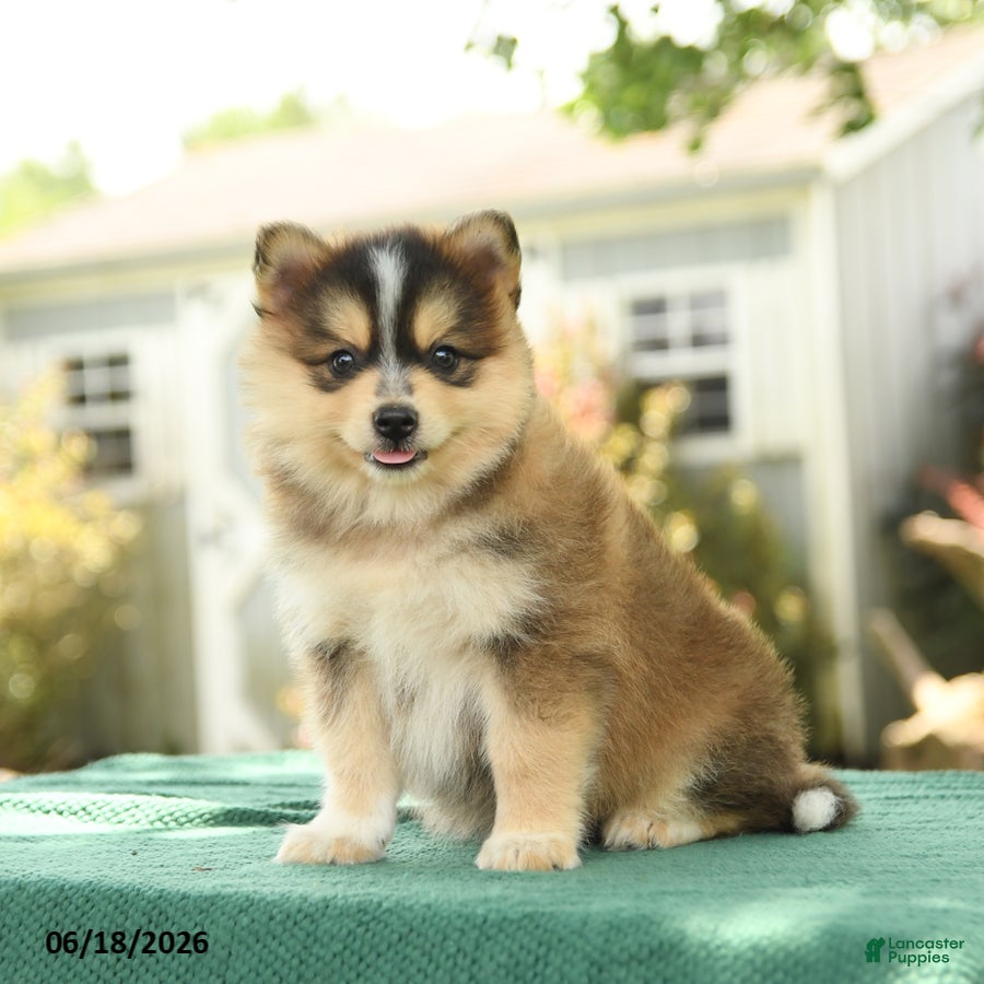Pomsky dogs for sale: Koda - Ad 4