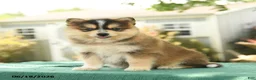 Pomsky dogs for sale: Koda - Ad 1
