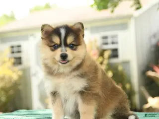 Pomsky dogs for sale: Koda - Ad 4