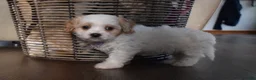 Cavachon dogs for sale: Benita  - Ad 4