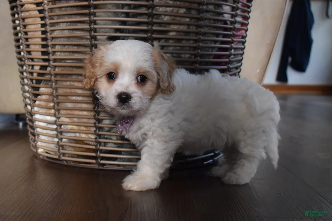 Cavachon dogs for sale: Benita  - Ad 4