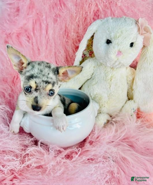 Chihuahua dogs Chihuahua 1 - Ad 1
