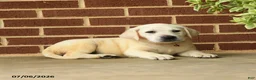 Labrador Retriever dogs for sale: Betty   - Ad 5