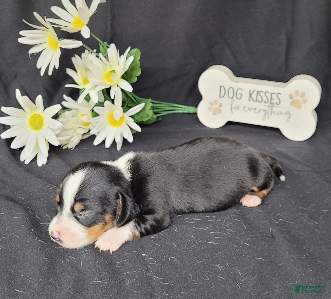Miniature Dachshund dogs for sale: Hulk AKC Registered  - Ad 5