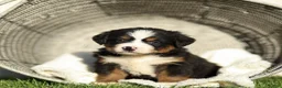Bernese Mountain Dog dogs for sale: Jack Bernese Mountain Dog  - Ad 2