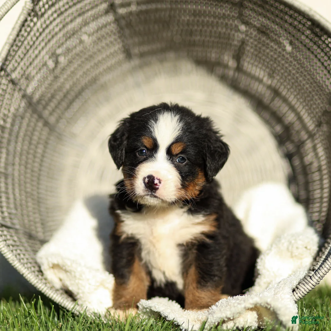 Bernese Mountain Dog dogs for sale: Jack Bernese Mountain Dog  - Ad 2
