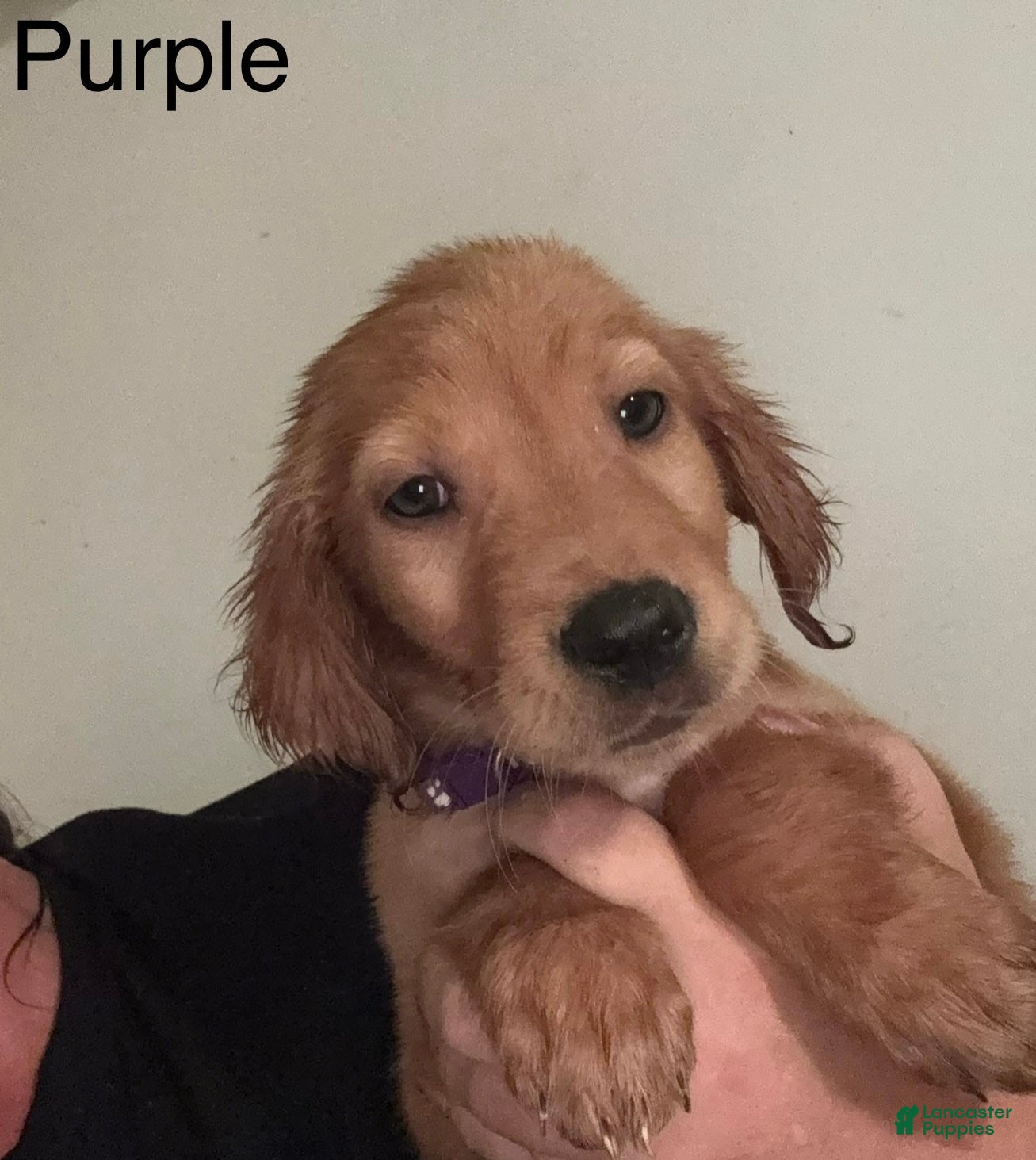 Golden Retriever dogs Purple Golden Retriever 3 - Ad 41