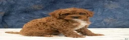 Cavapoo dogs for sale: Oscar - Ad 5