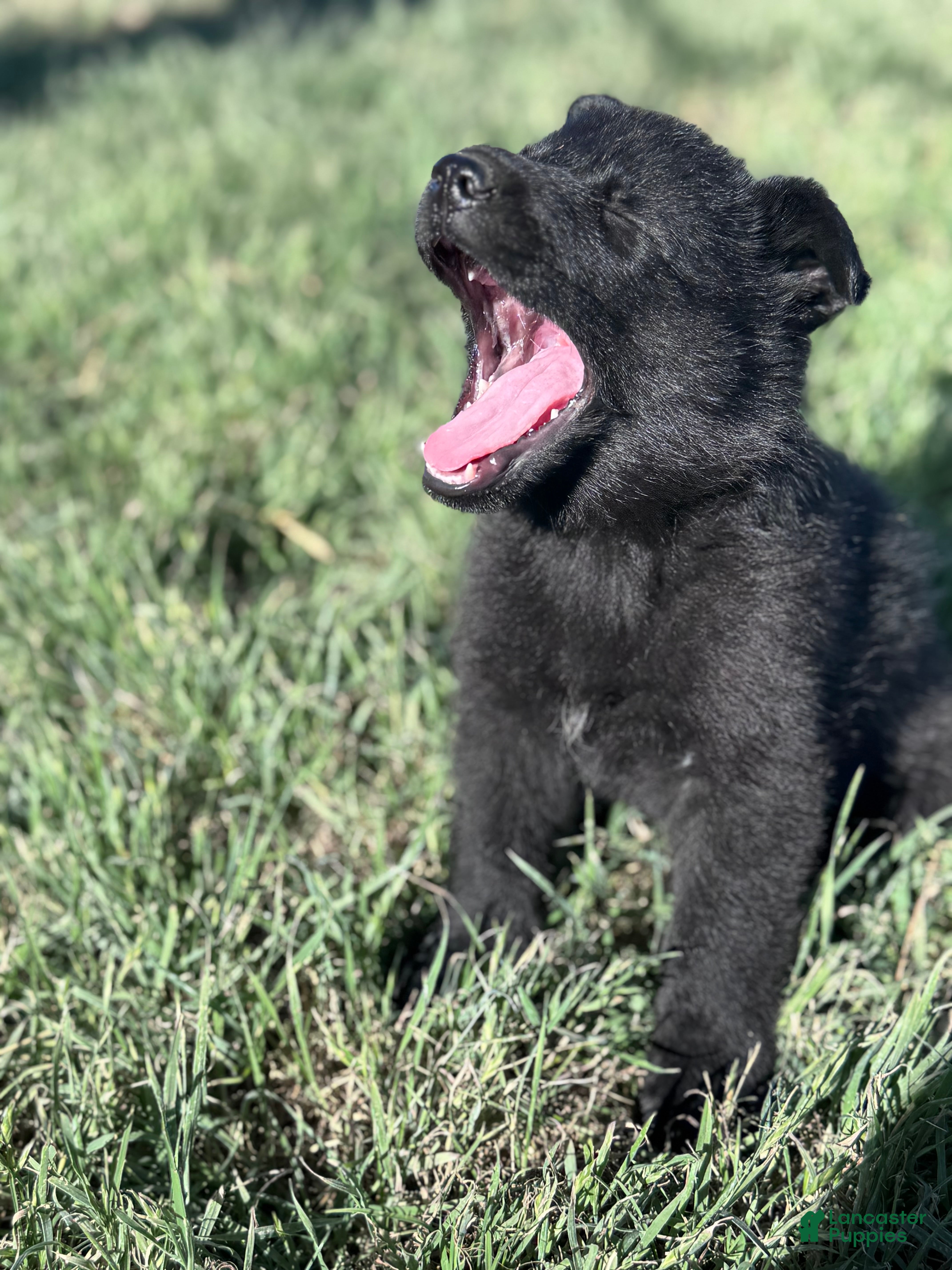 German Shepherd dogs  Puppy 1 - Ad 1