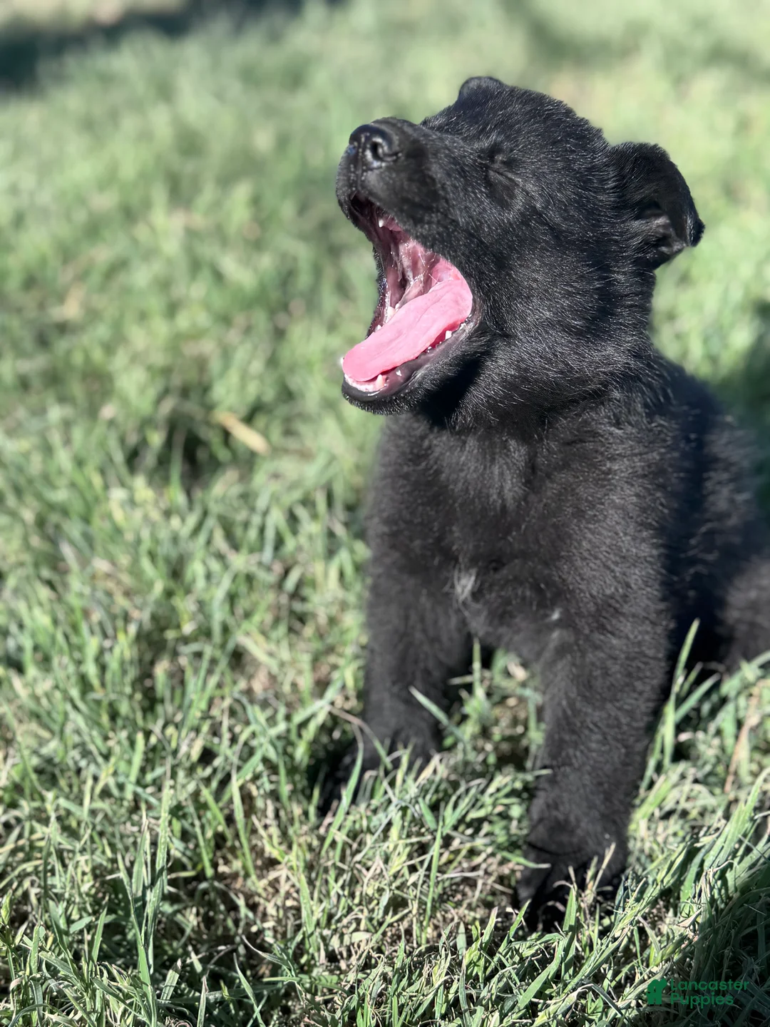 German Shepherd dogs for sale:  Puppy 1 - Ad 1
