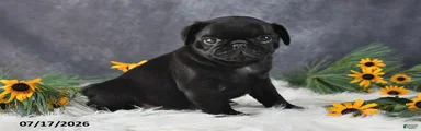 Kash