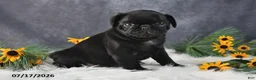 Pug dogs for sale: Kash - Ad 1