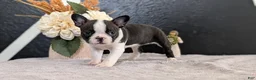 Boston Terrier dogs for sale: Malia - Ad 2