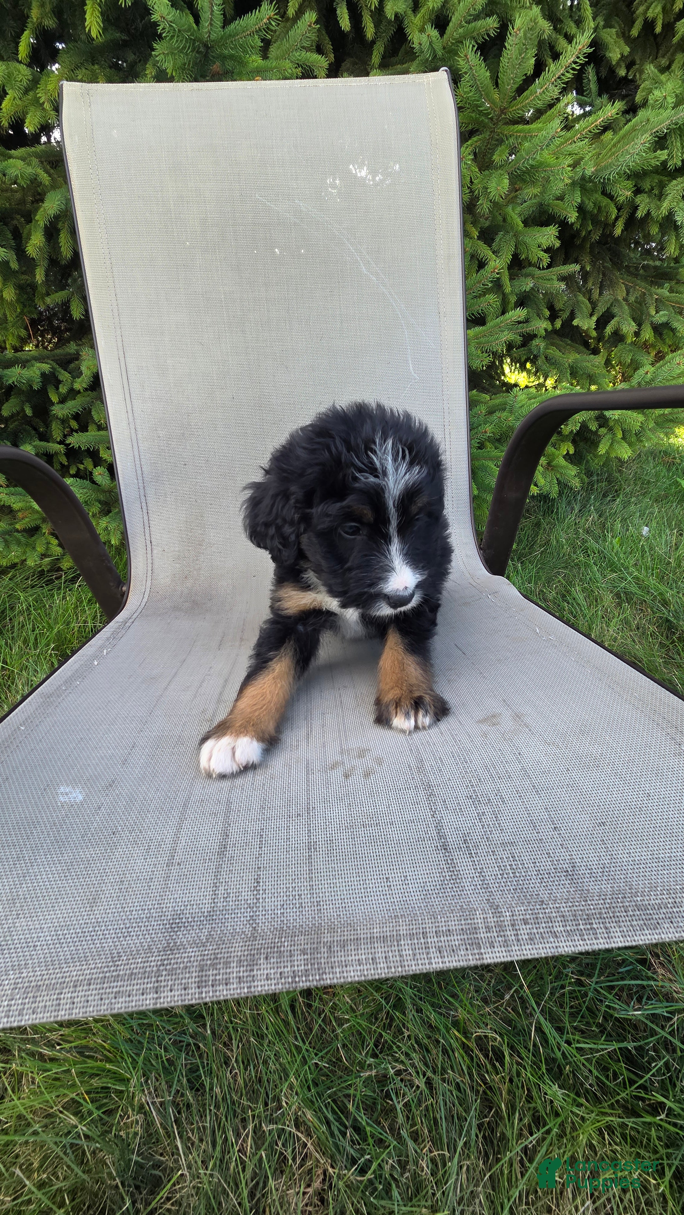 Bernedoodle dogs Bernedoodle Purple - Ad 2