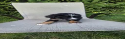 Bernedoodle dogs for sale: Bernedoodle Purple - Ad 2