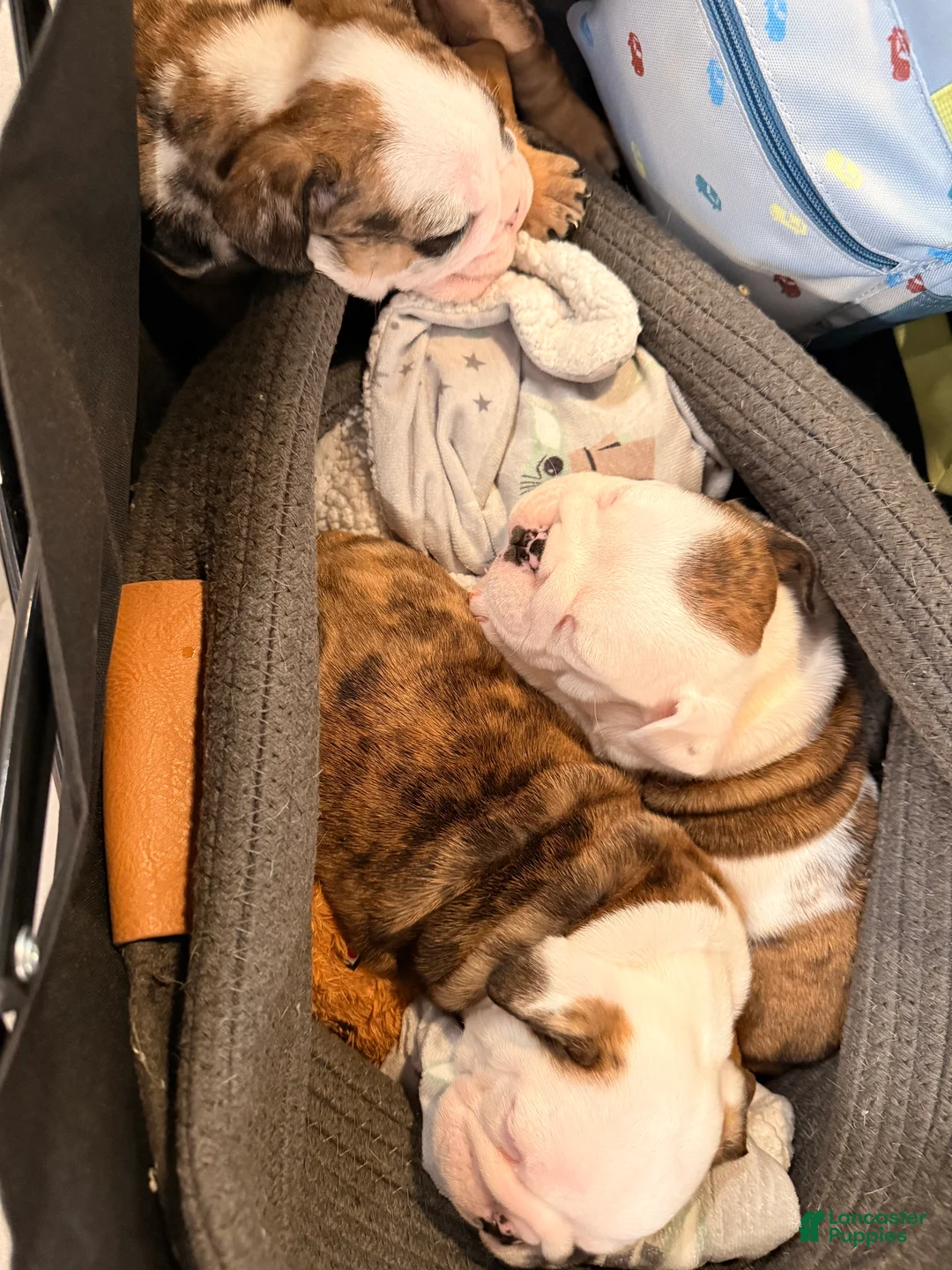 English Bulldog dogs for sale: Chester - Ad 2
