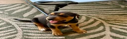 Mixed Breed dogs for sale: Doberman mix puppy  - Ad 5