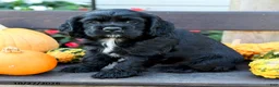 English Cocker Spaniel dogs for sale: Shadow - Ad 4