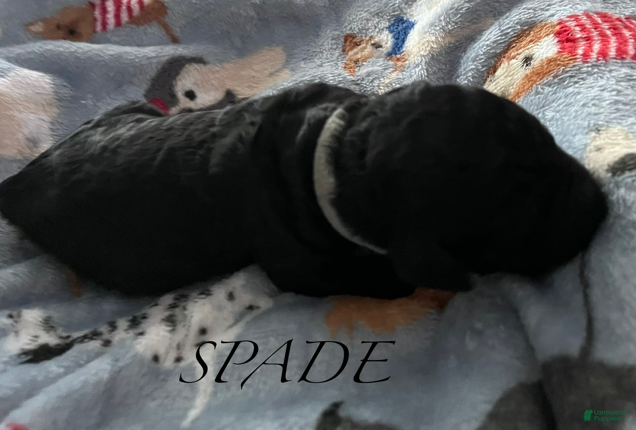 Standard Poodle dogs Standard Poodle Puppy 2 - Ad 26