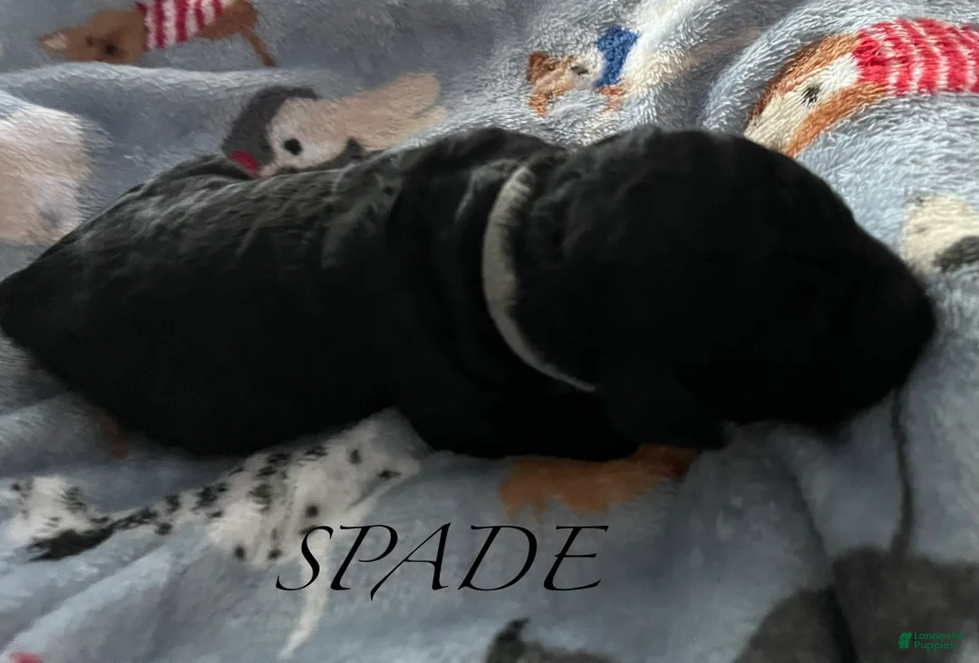 Standard Poodle dogs for sale: Standard Poodle Puppy 2 - Ad 1