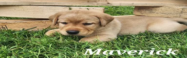 Labrador Retriever- Maverick
