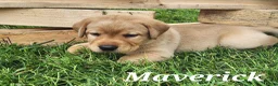 Labrador Retriever dogs for sale: Labrador Retriever- Maverick - Ad 1