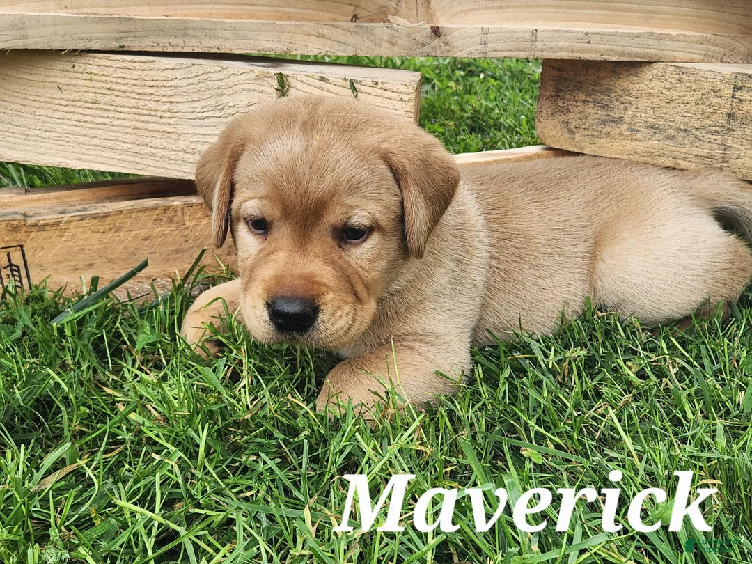 Labrador Retriever dogs for sale: Labrador Retriever- Maverick - Ad 1