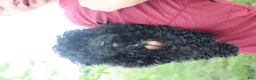 Toy Poodle dogs for sale: Sadie - Ad 9