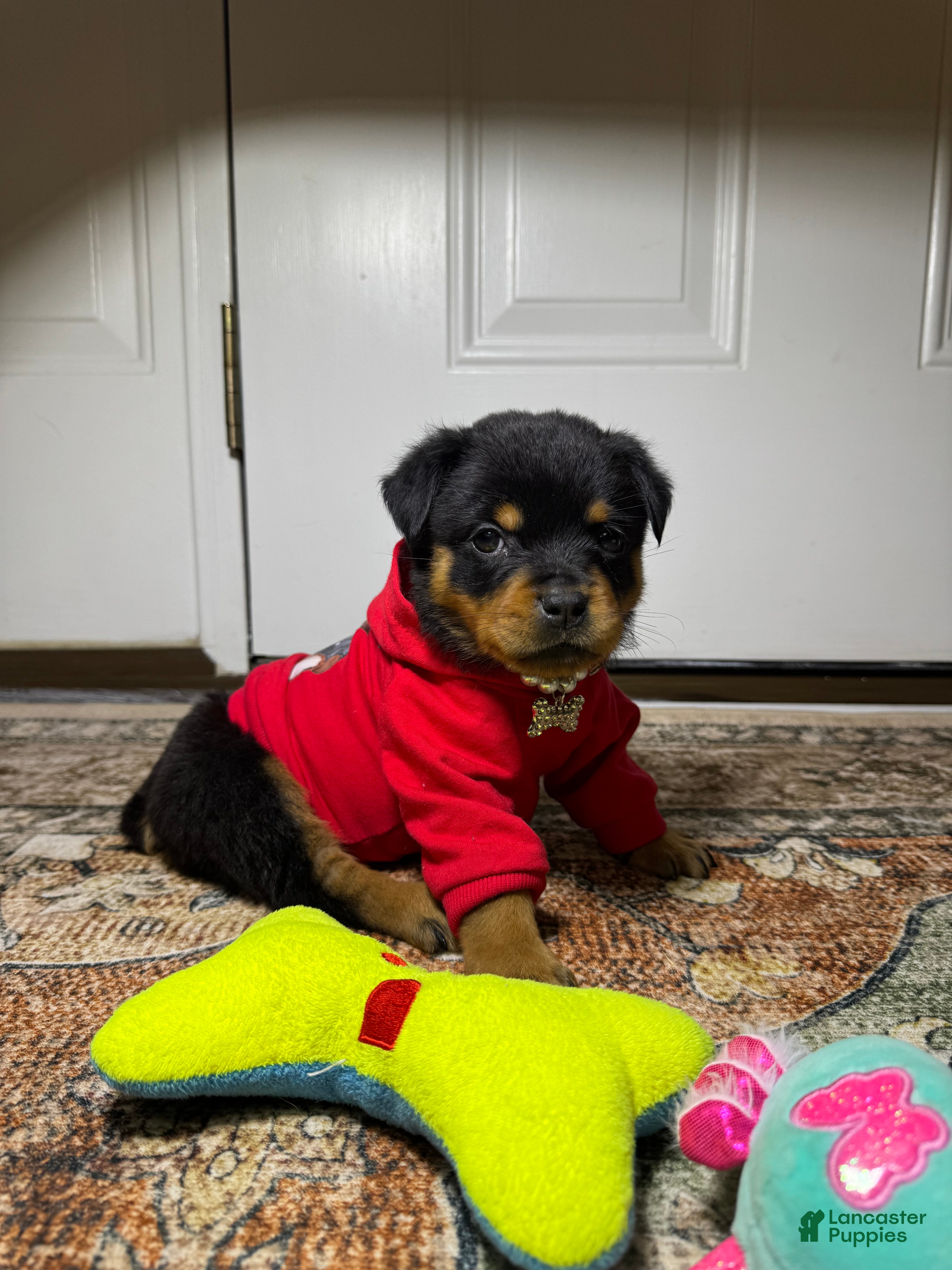Rottweiler dogs Rottweiler 10 - Ad 2