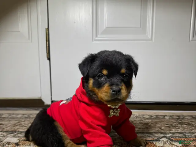 Rottweiler dogs for sale: Rottweiler 10 - Ad 2