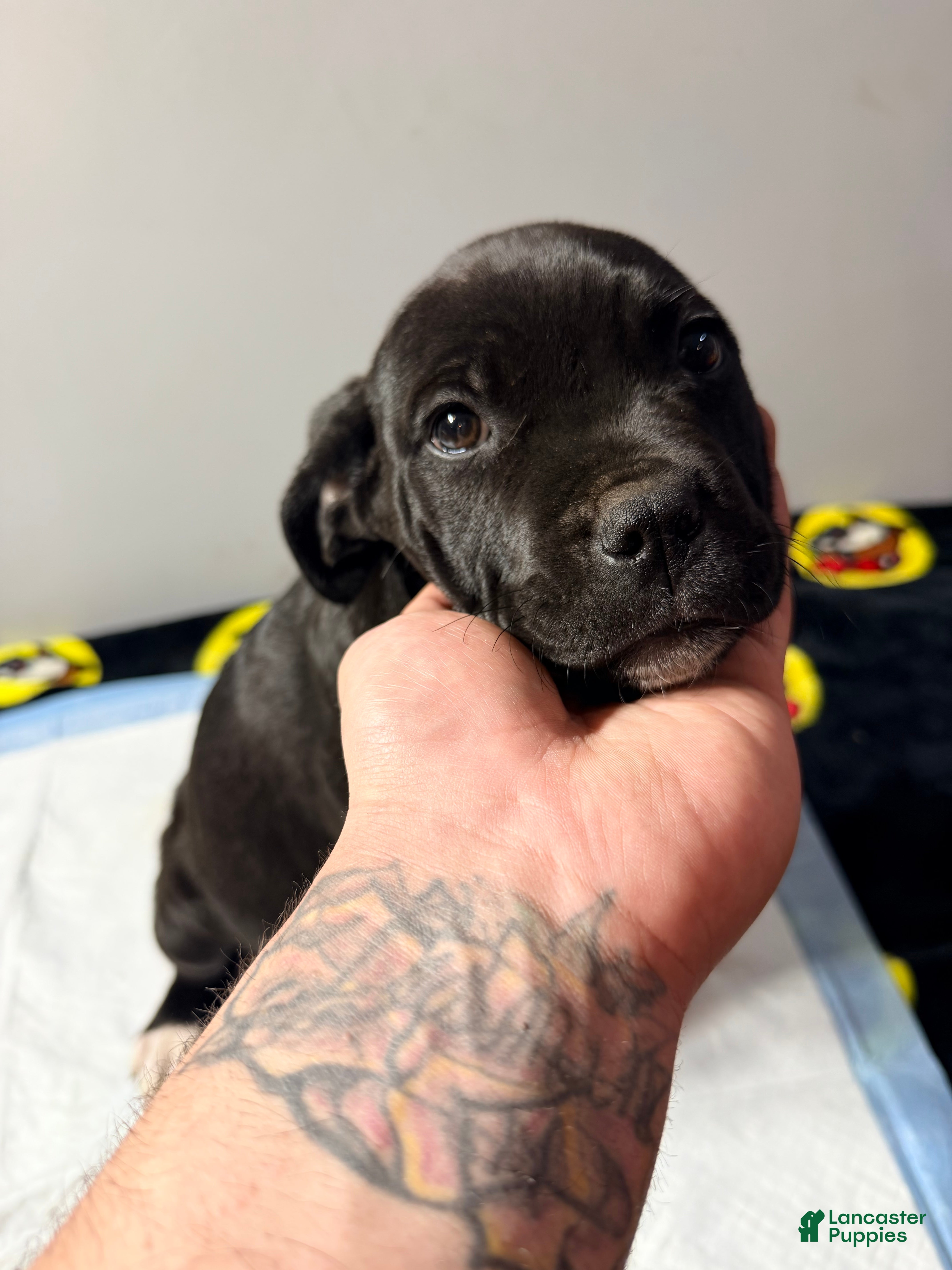 Mixed Breed dogs Lady #1 - Ad 2