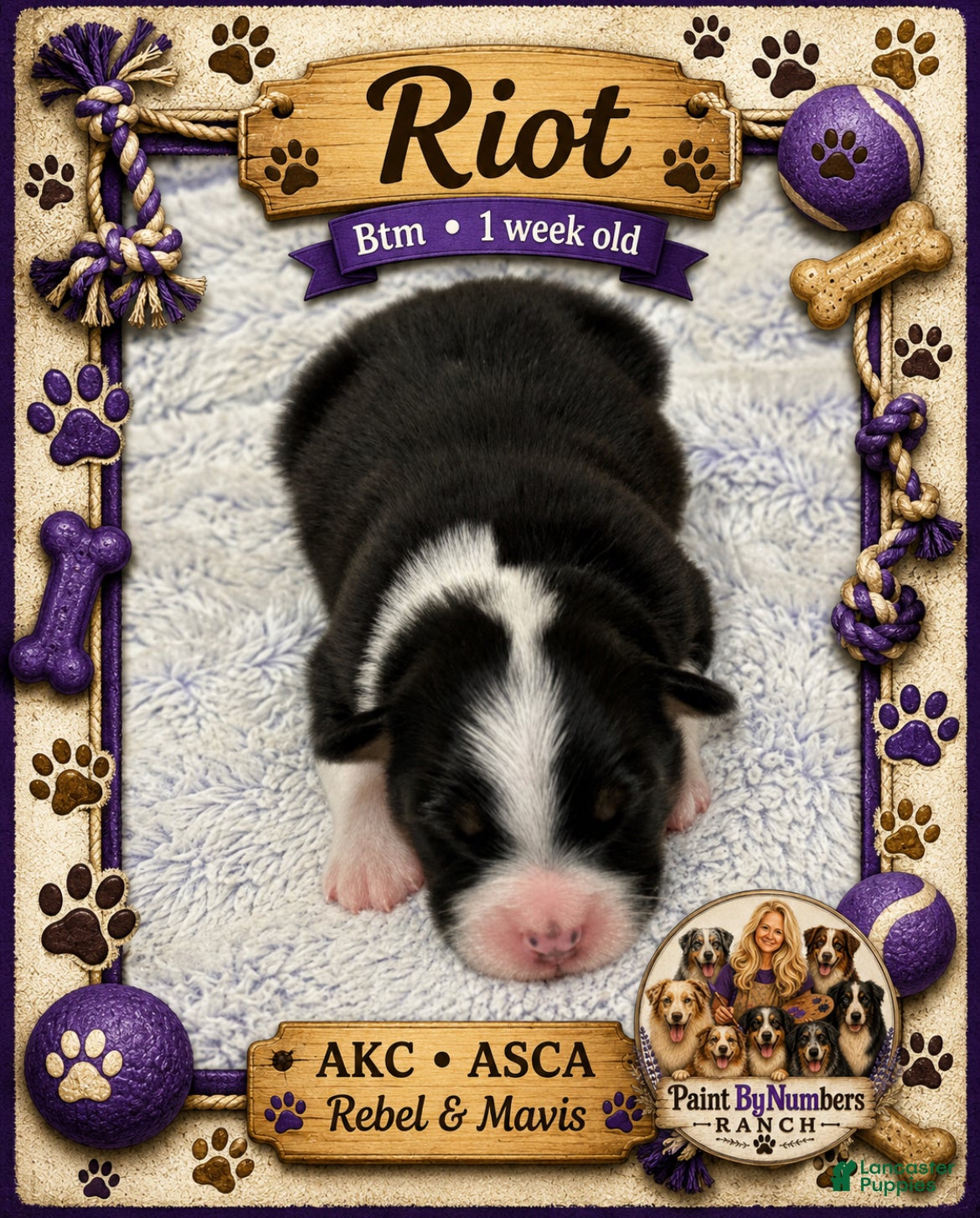 Australian Shepherd dogs Riot - Ad 10
