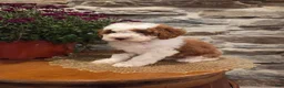 Mini Bernedoodle dogs for sale: EMMA - FEMALE Mini Bernedoodle 2 - Ad 23