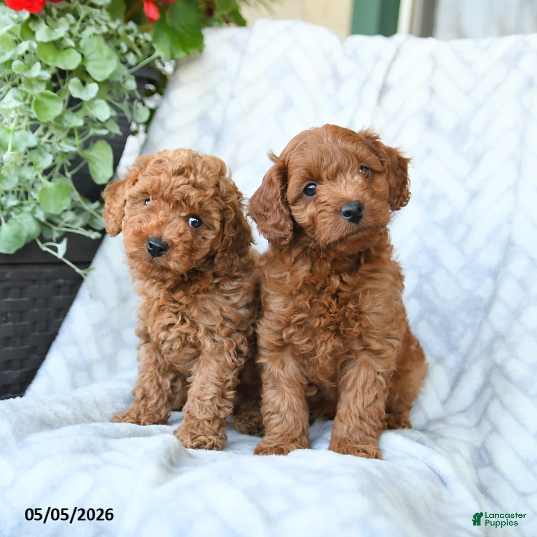 Cavapoo dogs for sale: Cookie - Ad 5