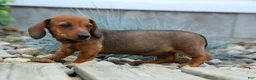 Miniature Dachshund dogs for sale: Snoopy💙 - Ad 10