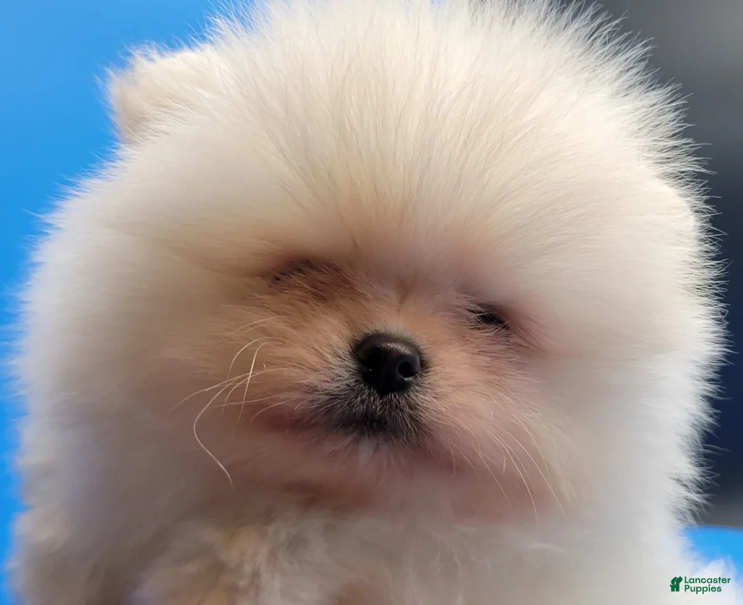Pomeranian dogs for sale: Teddy - Ad 1
