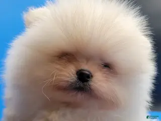 Pomeranian dogs Teddy - Ad 6