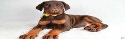 Doberman Pinscher dogs for sale: Hassan - Ad 1