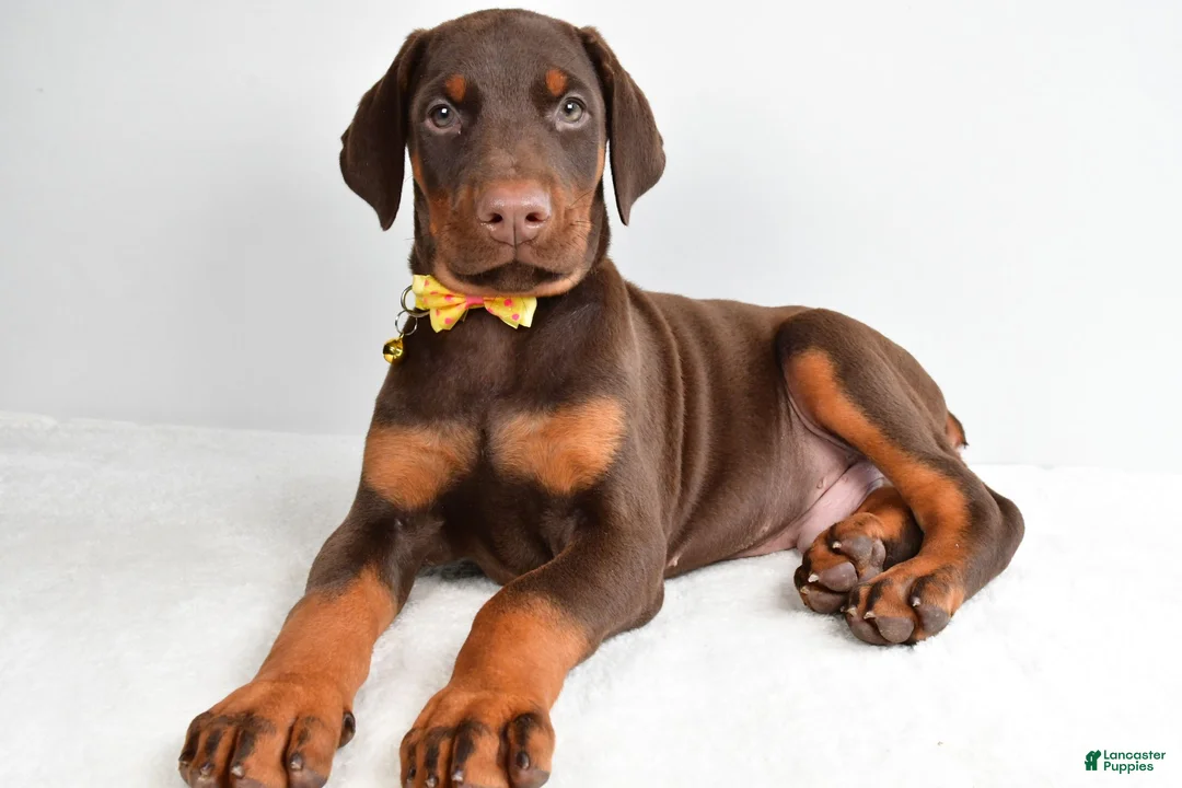 Doberman Pinscher dogs for sale: Hassan - Ad 1