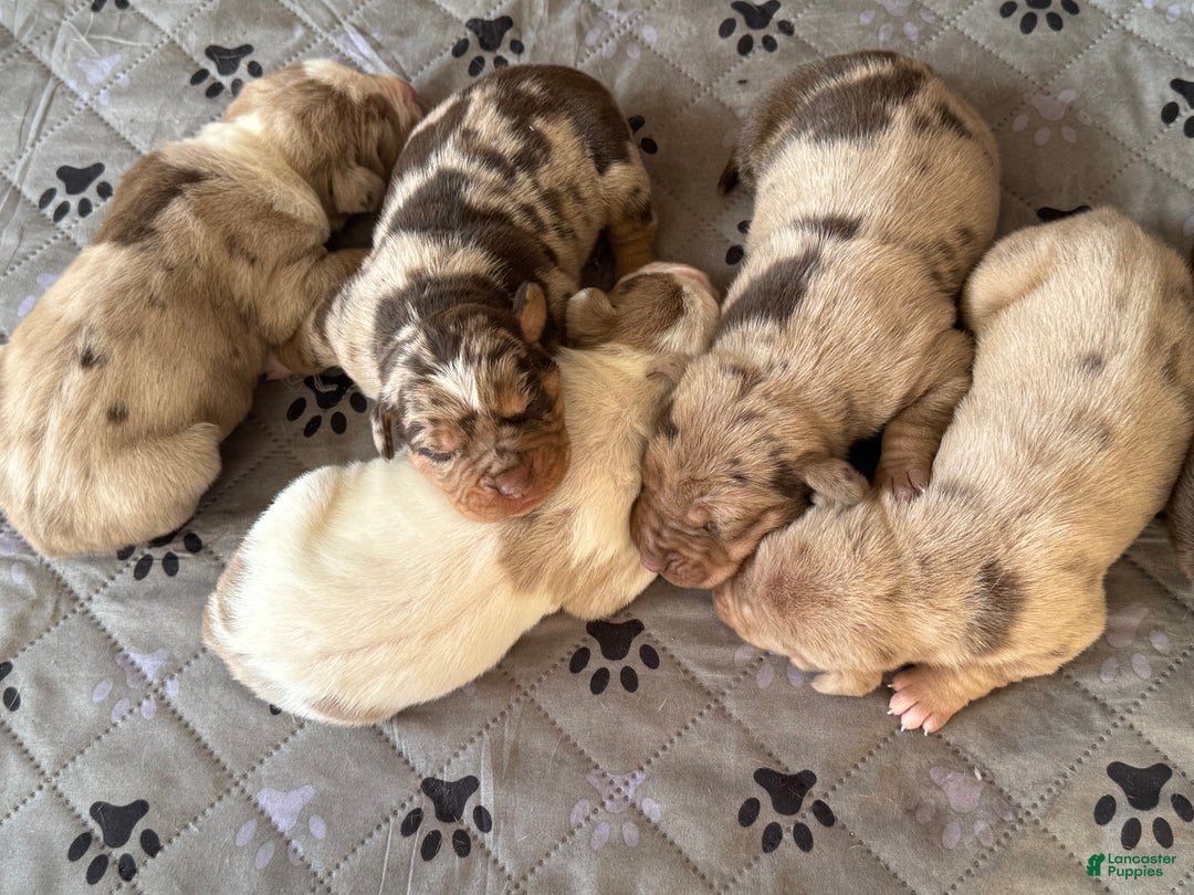 Catahoula Leopard Dog dogs for sale: Catahoula Leopard Dog Puppy 2 - Ad 16