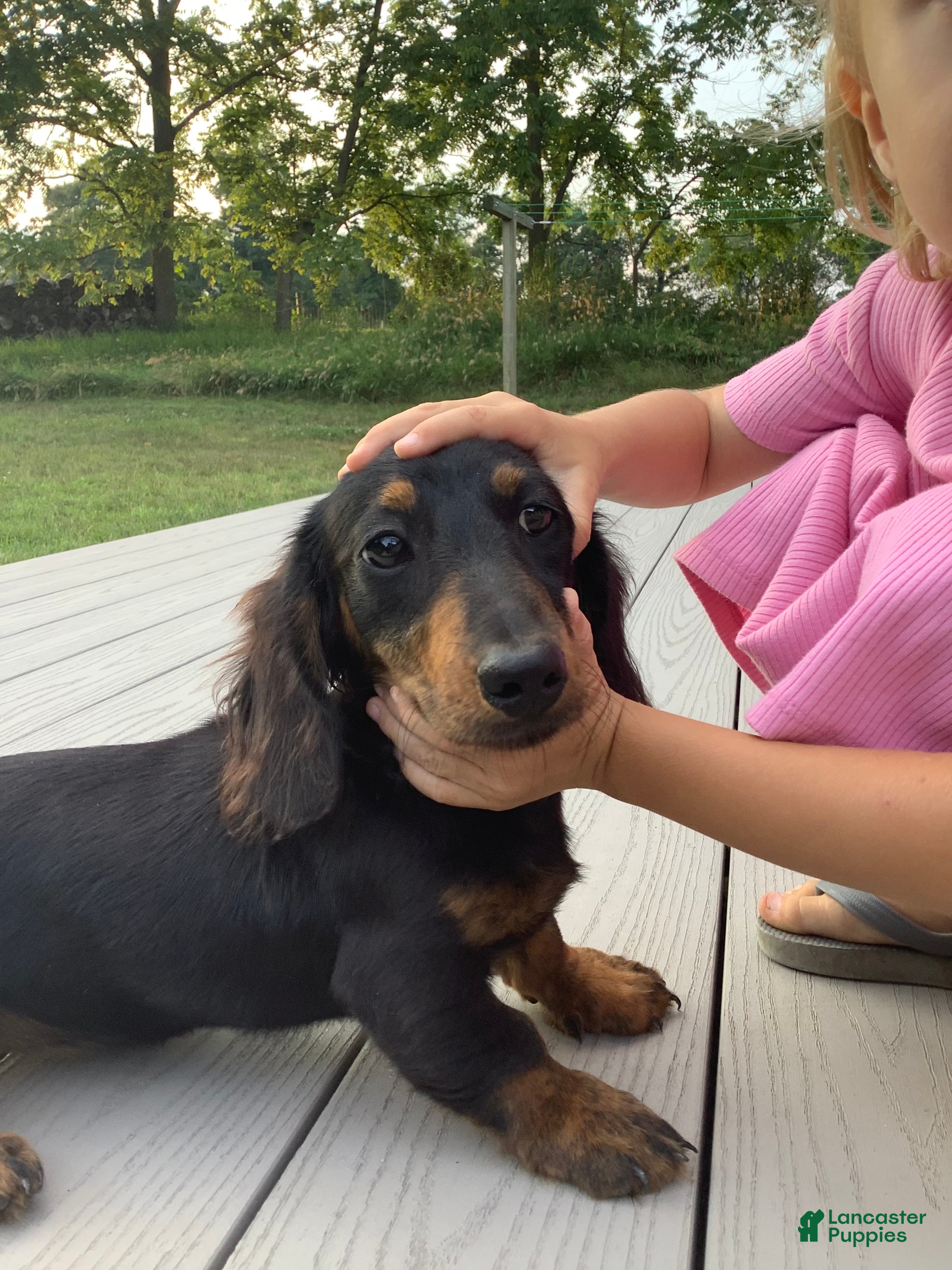 Dachshund dogs Skye - Ad 2