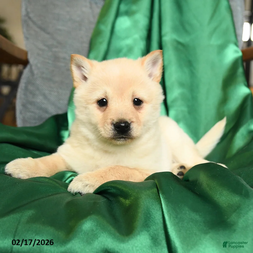 Schipperke dogs for sale: Fifi - Ad 4
