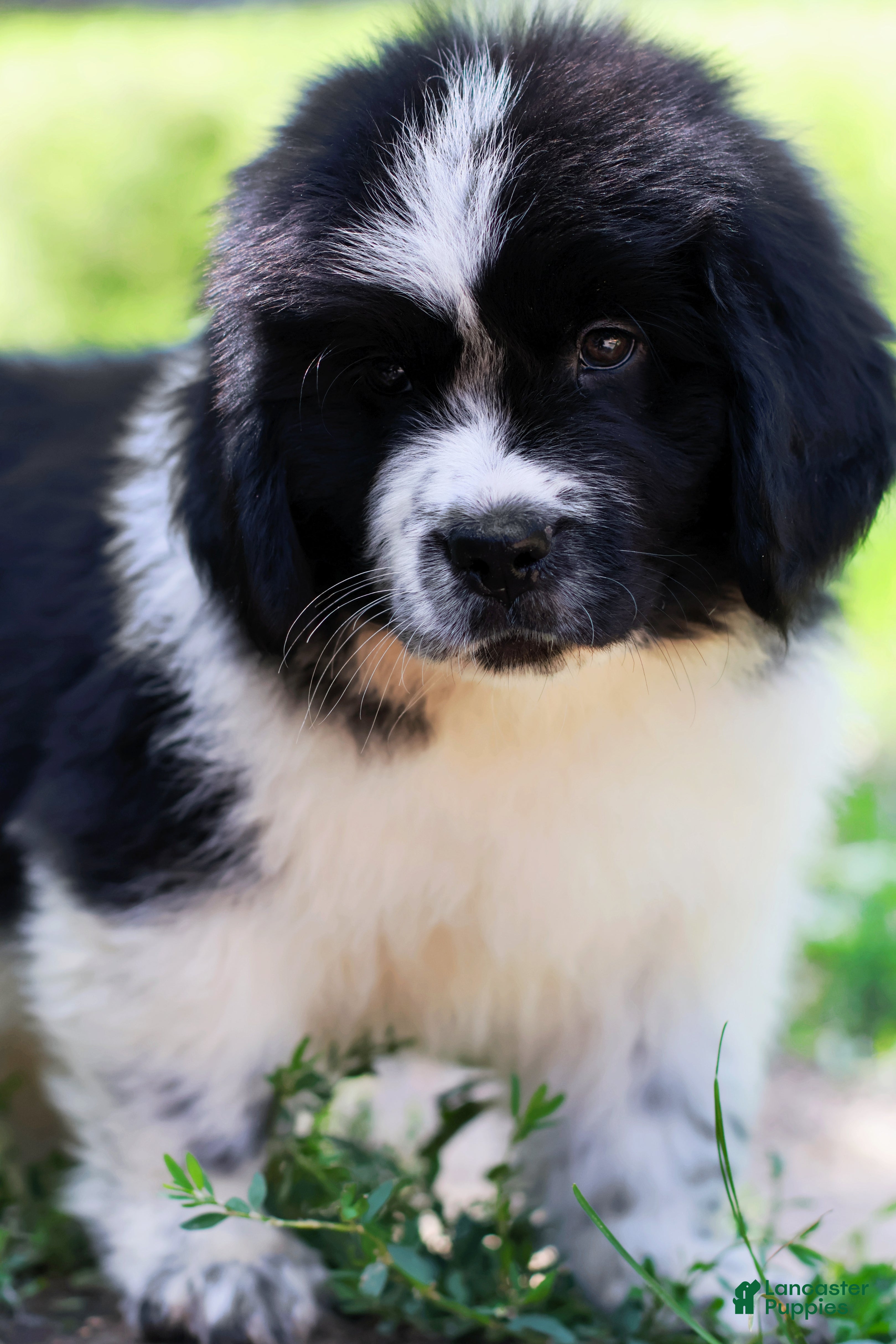 Newfoundland dogs Mario - Ad 2