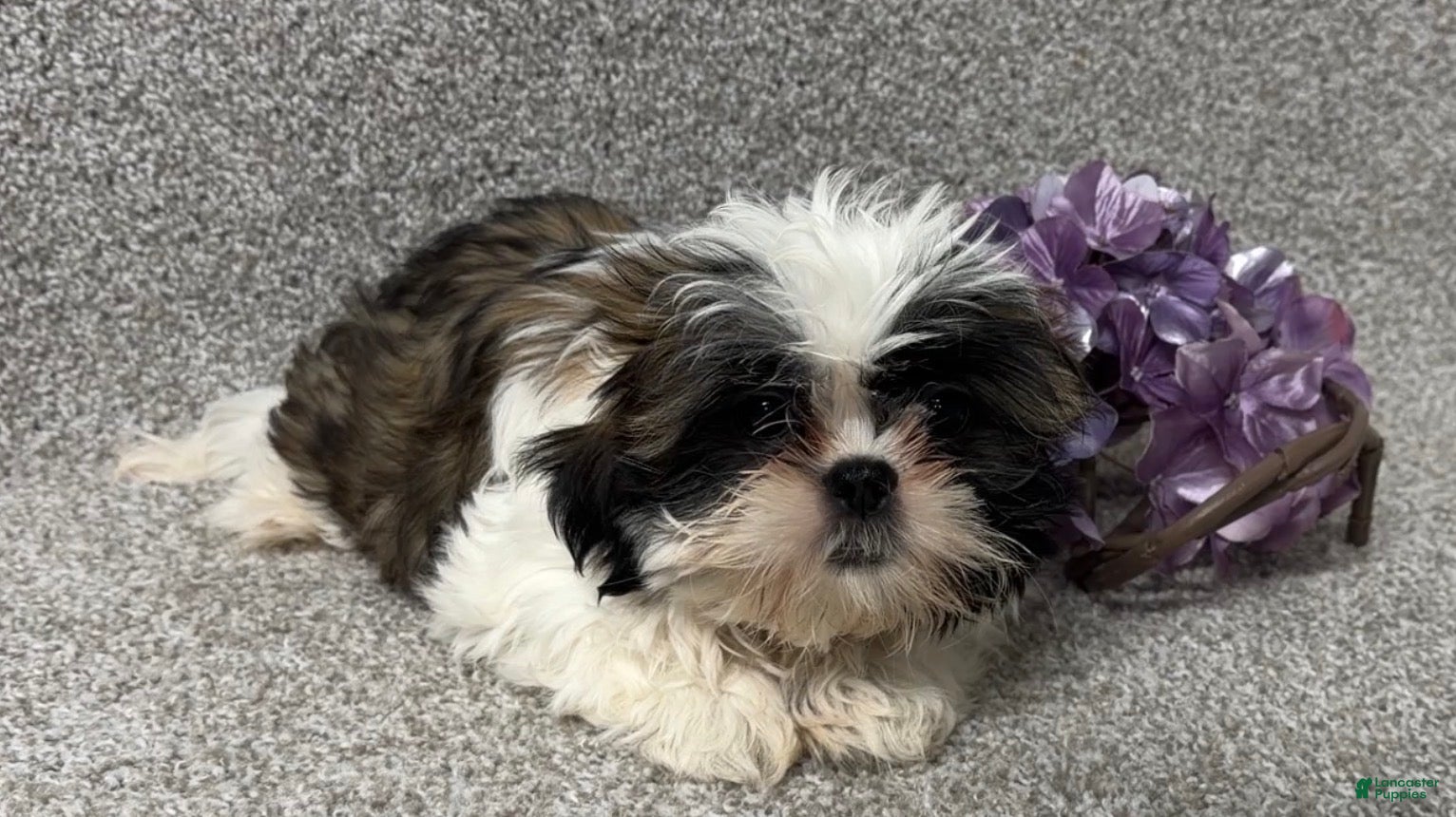 Shih Tzu dogs April - Ad 1