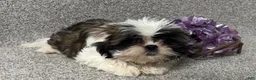 Shih Tzu dogs for sale: April - Ad 1